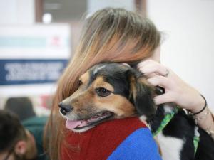 Sursa foto: Animal Society