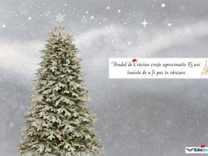 Felicitare crăciun 08