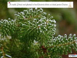 Felicitare crăciun 09