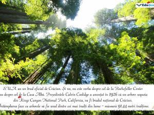 Felicitare crăciun 17