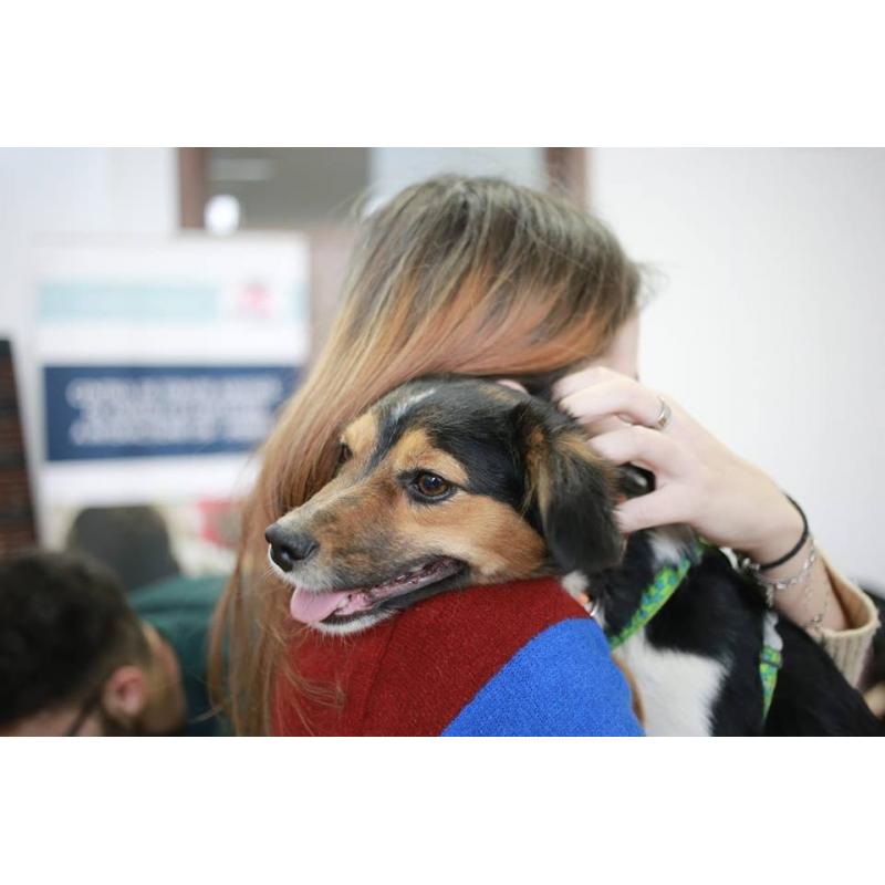 Sursa foto: Animal Society