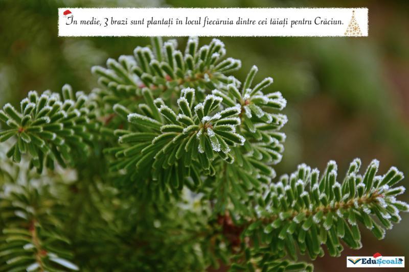 Felicitare crăciun 09