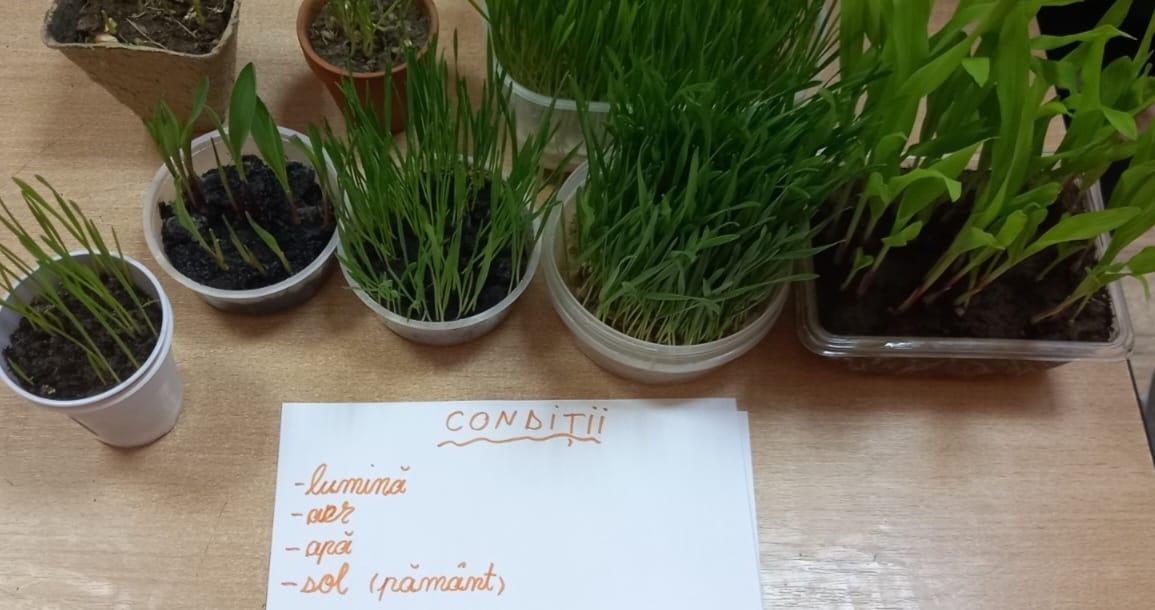 Concluzii- mediu optim de dezvoltare