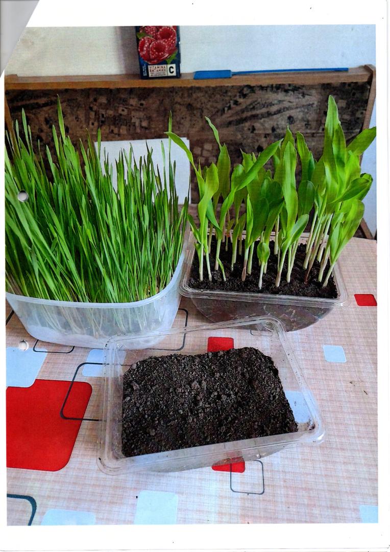 Mediul opotim de dezvoltare